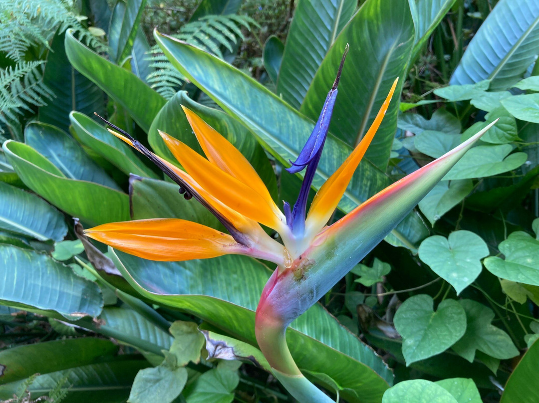 Jose do Canto Botanical Garden-蓬塔德尔加达必去景点