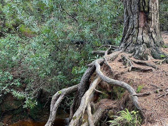 Newlands Forest-Newlands必去景点