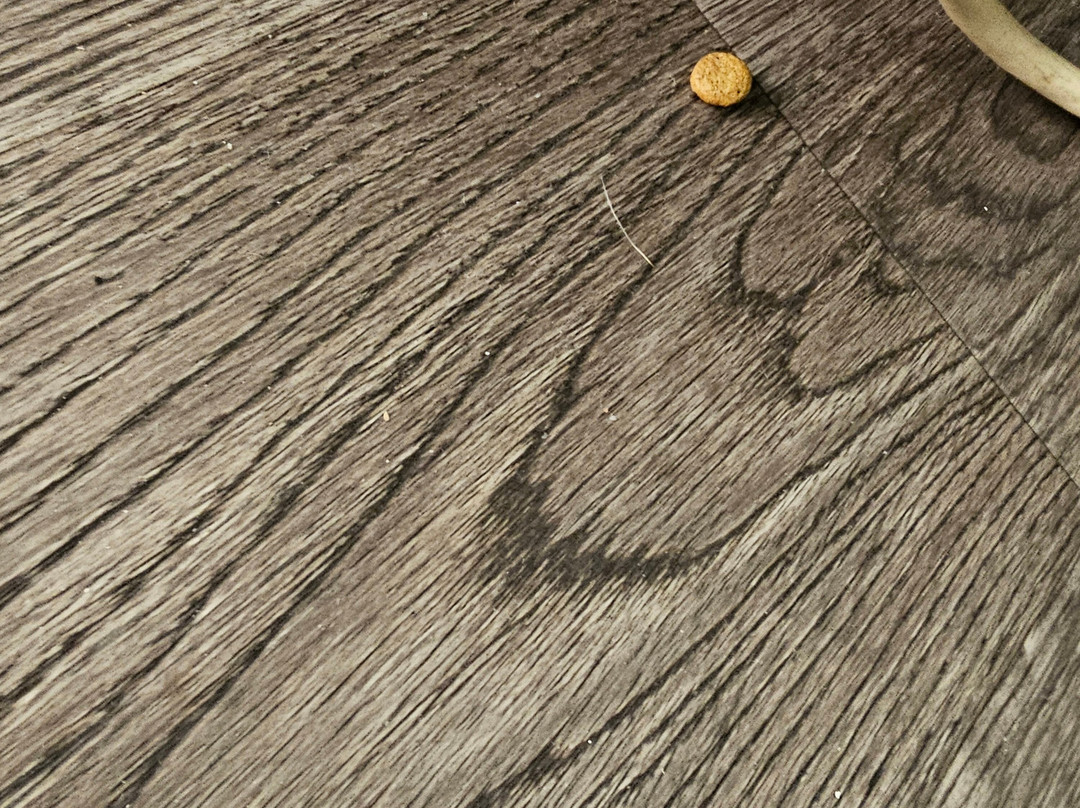 Super 8 by Wyndham Pekin / Peoria Area主图