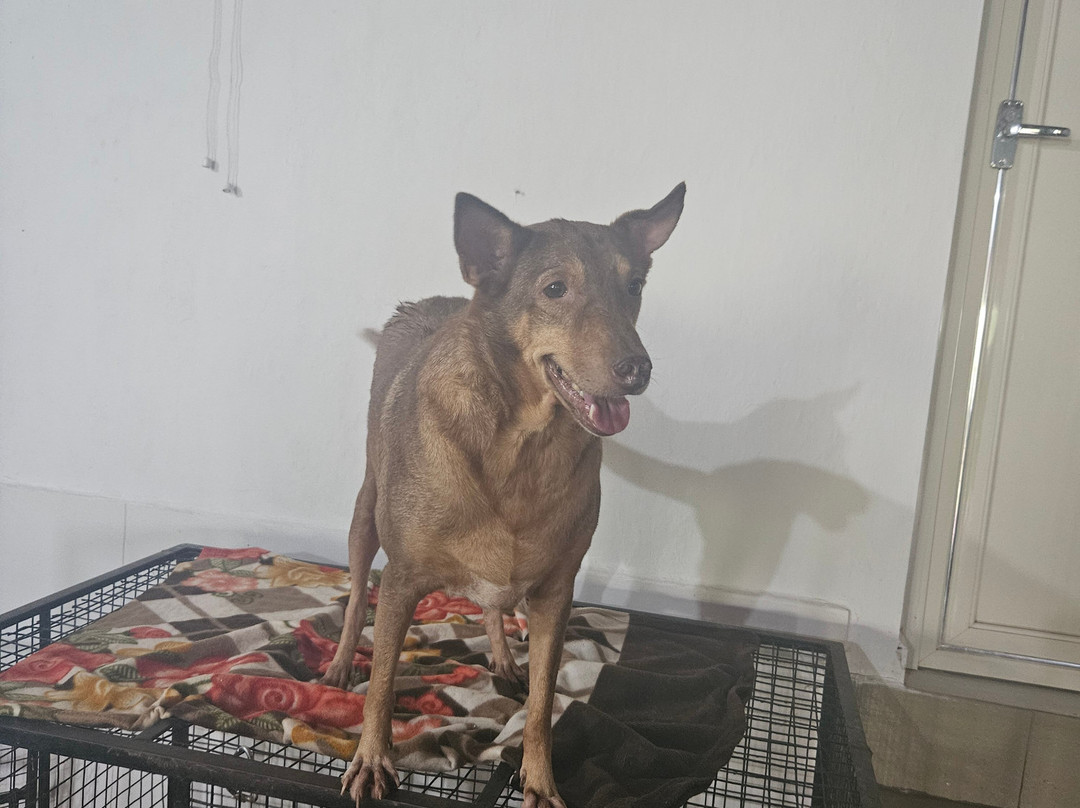 ASA Animal Shelter Agonda Cola-雅高达必去景点