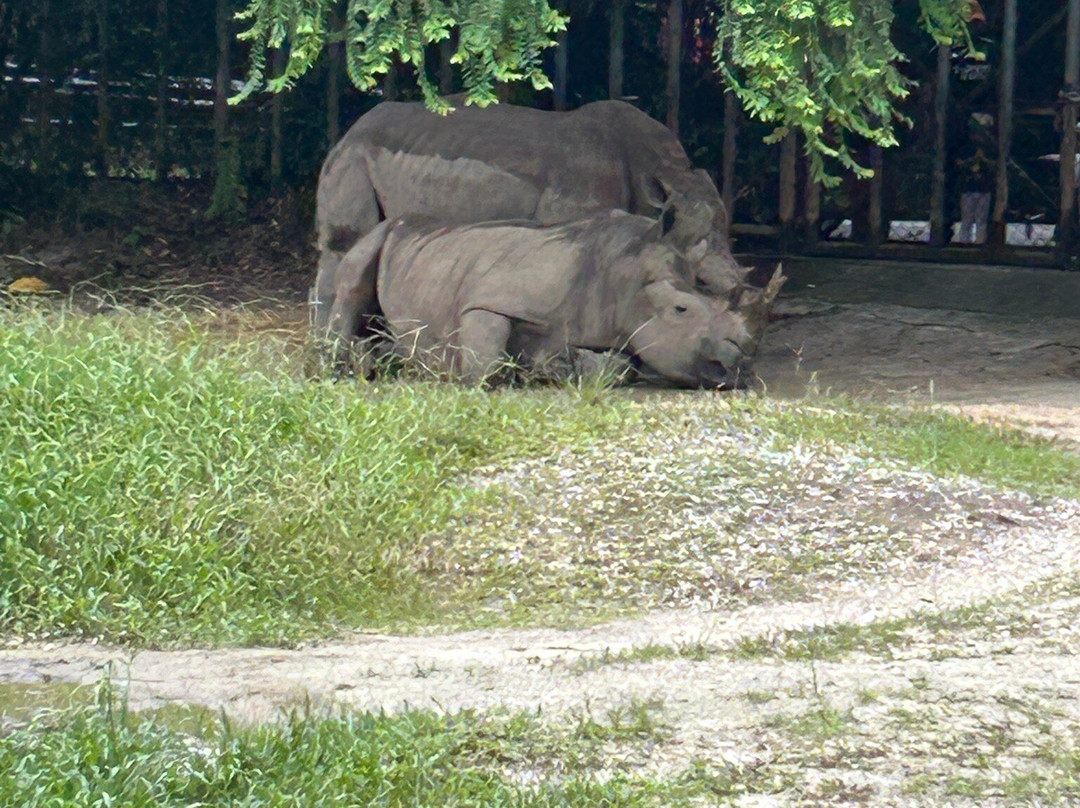 Zoo Taiping & Night Safari景点图片
