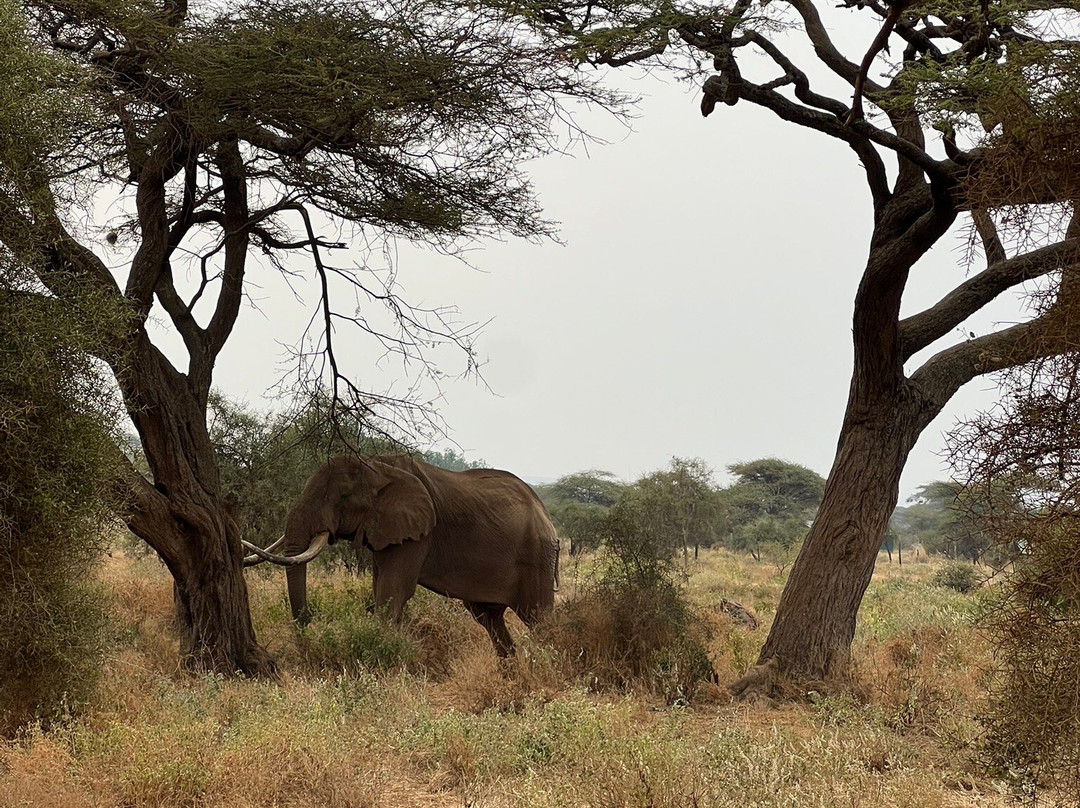 Masai Mara Holidays景点图片
