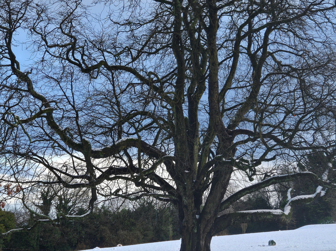 Reynolds Park-利物浦必去景点