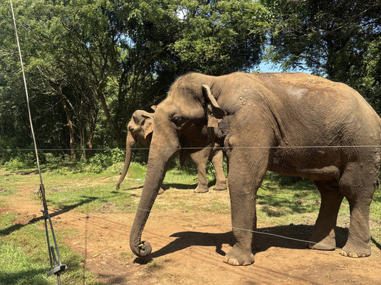 Island Divvy Tours-卡卢特勒必去景点