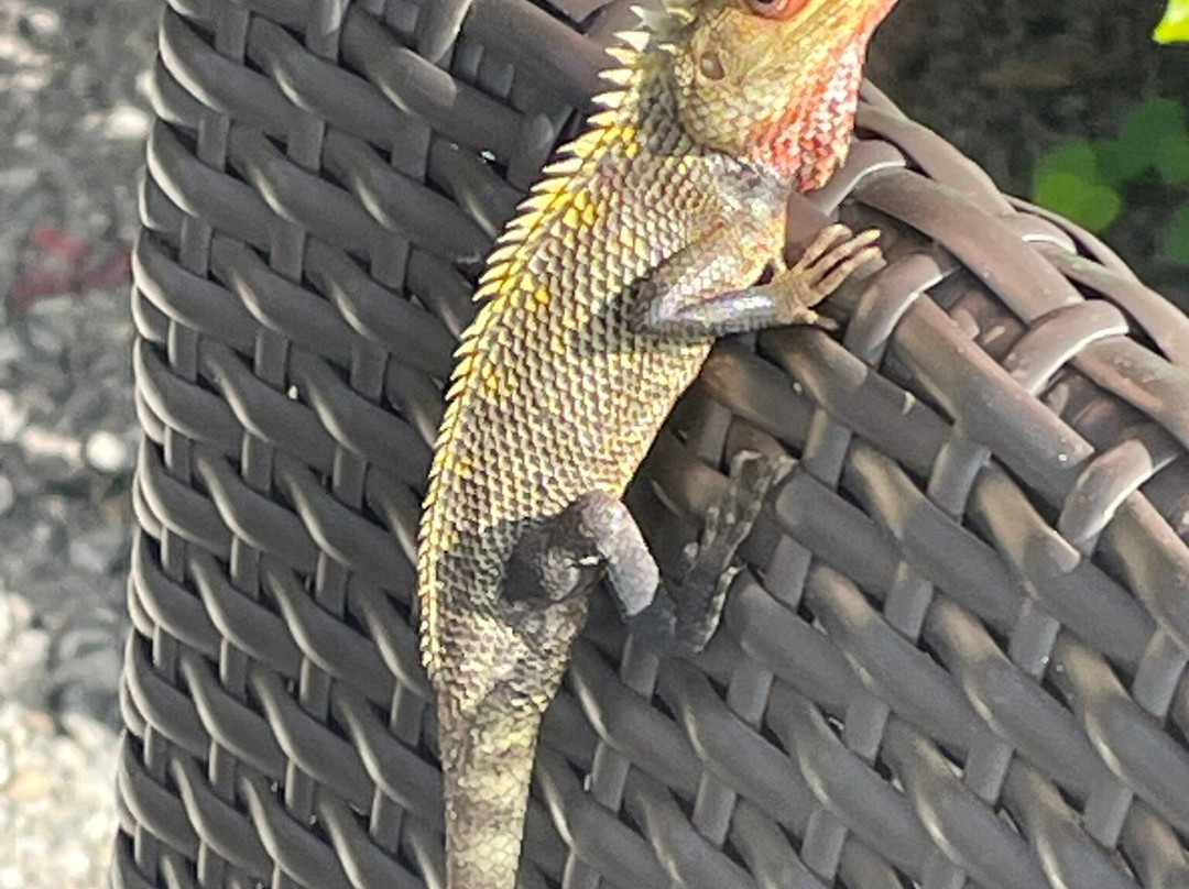 Sundown Tours and Travels-Kommala必去景点