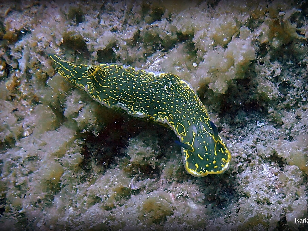 Ikaria Diving Watersports-Therma必去景点