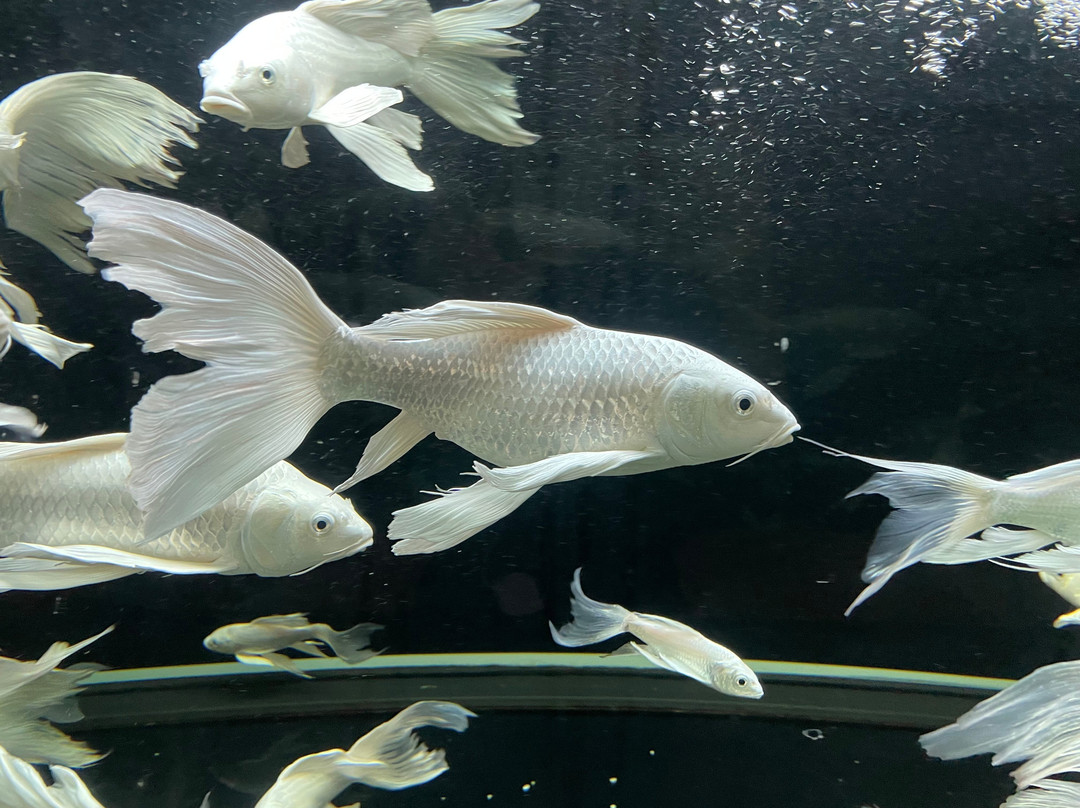 Monsterrium