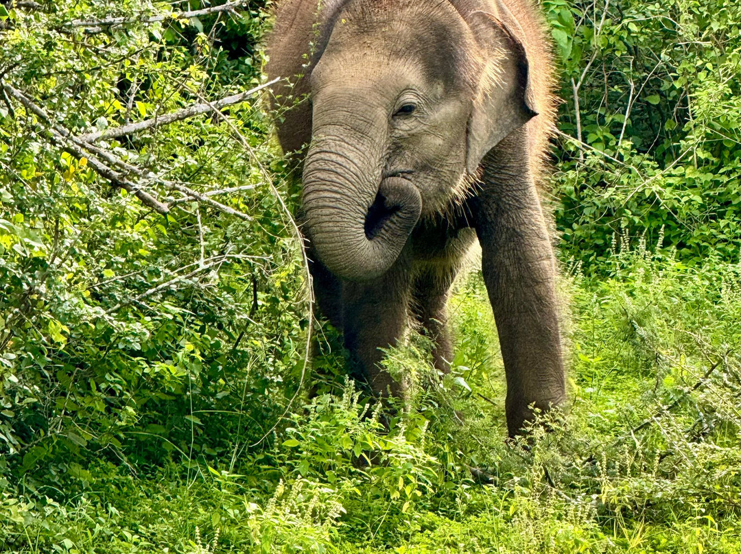 Ceylon Safari Tours景点图片