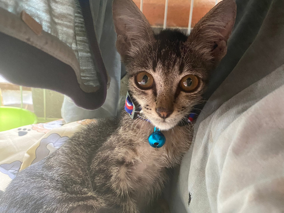 Candidasa Tour Service-甘地达萨必去景点