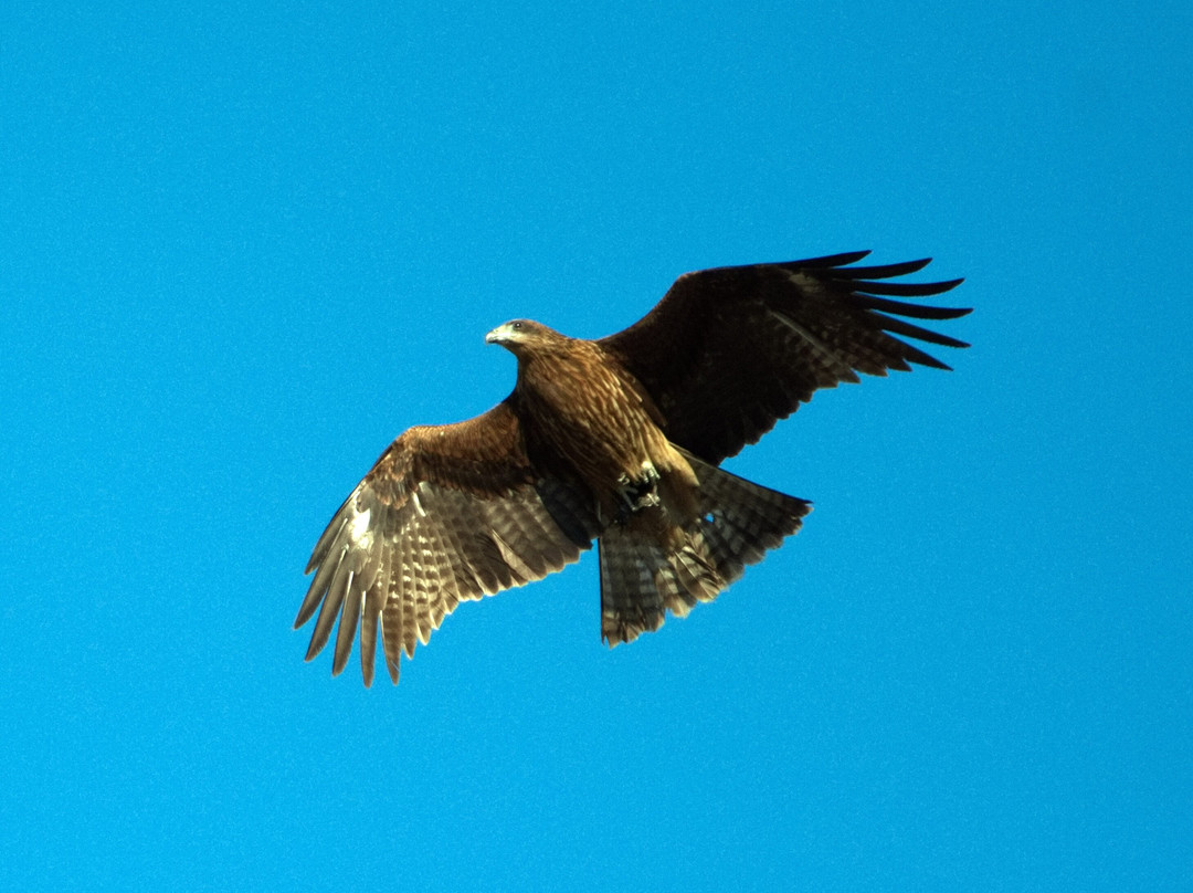 Tokyo Port Wildbird Park-大田区必去景点