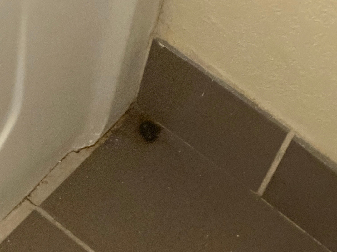 Candlewood Suites Harlingen By IHG主图