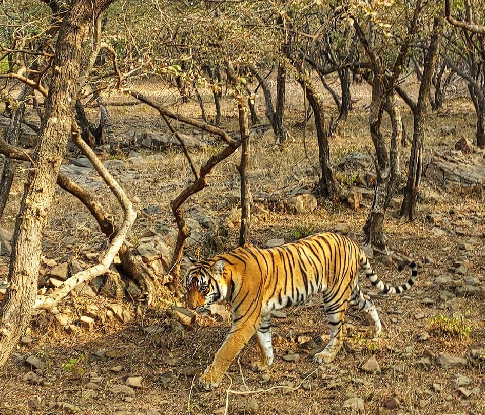 RajBagh by Aaryam主图