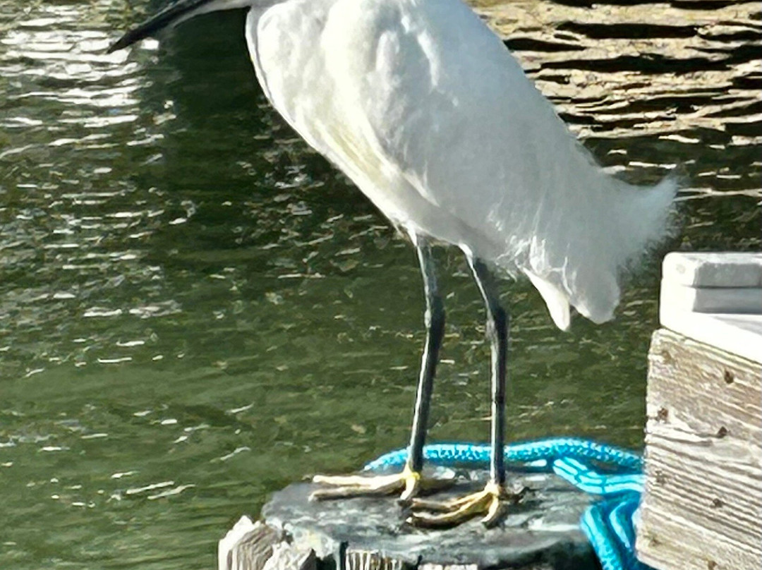 Fishing Solves Everything-那不勒斯必去景点