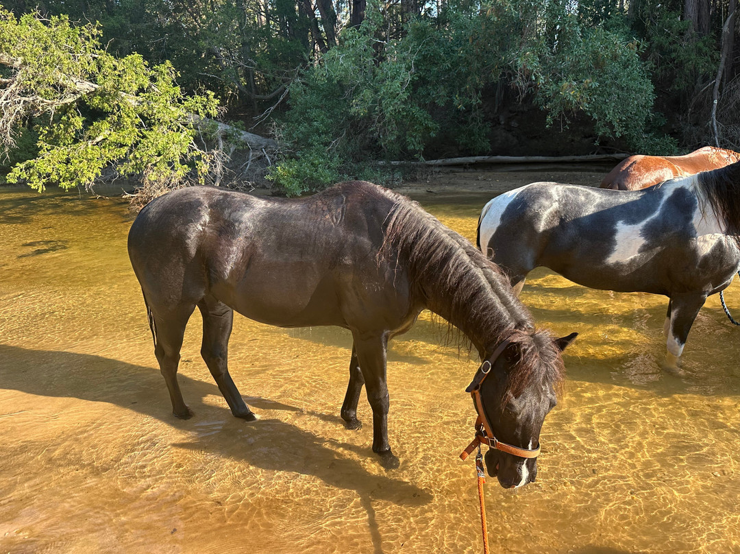Believe The Journey Horse Services景点图片