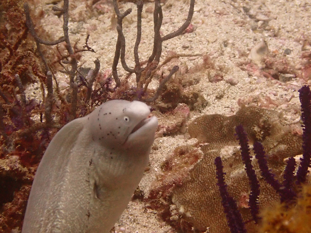 Reef Oasis Dive Center | Musandam-Dibba Al Bay Ah必去景点