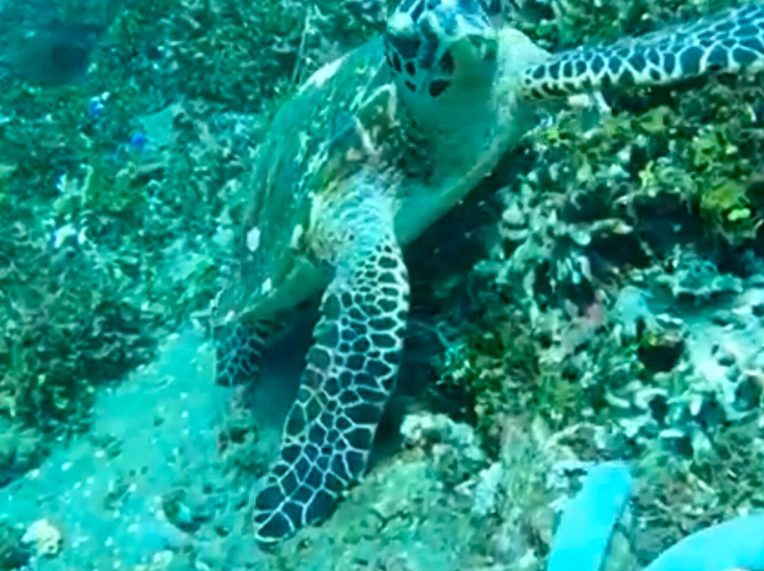 Amed Bali Snorkeling Tour Guide-艾湄湾必去景点