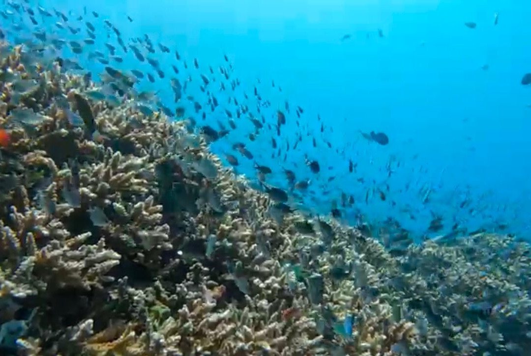 Amed Bali Snorkeling Tour Guide-艾湄湾必去景点