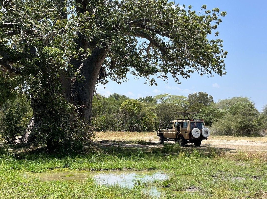 CAMP LILAC MIKUMI SAFARIS LTD-Mikumi必去景点