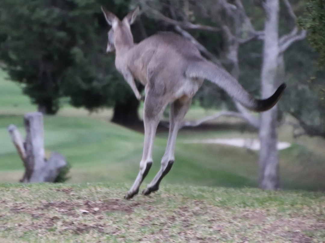 Commercial Golf Resort Motel主图