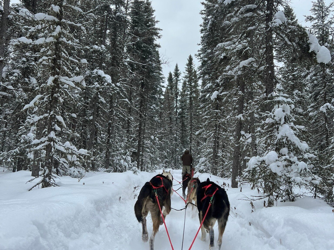Chilly Dogs Sled Dog Trips-伊利必去景点