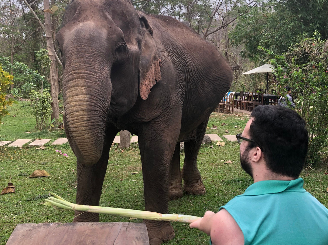 Manifa Elephant Camp景点图片