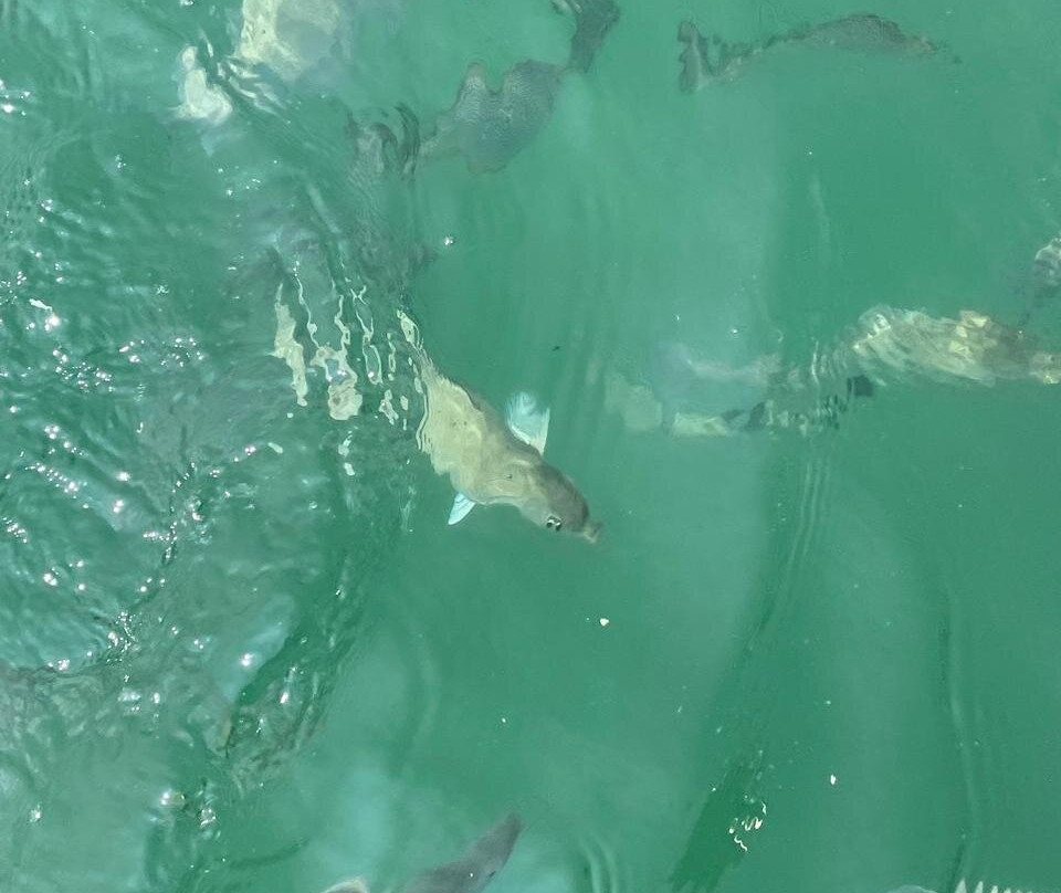 Pasikudah Beach-卡尔库达必去景点