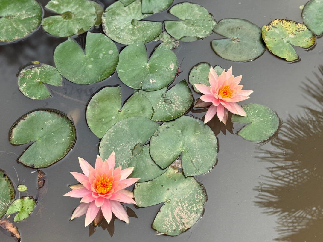 Xishuangbanna Tropical Botanical Gardens-勐腊县必去景点