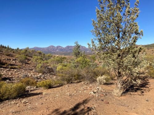 Bunyeroo Gorge-富琳德斯国家公园必去景点