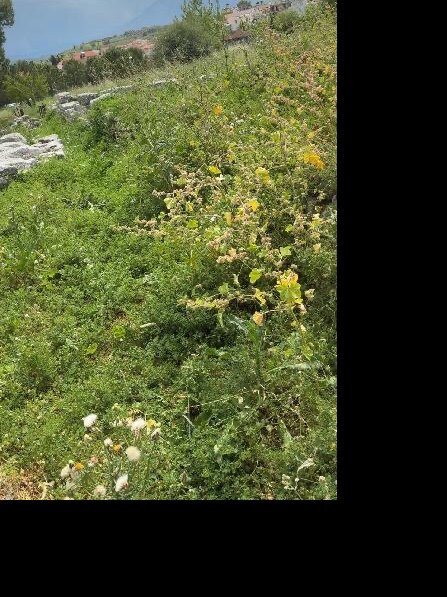 Tylissos Archaeological site-Tylissos必去景点