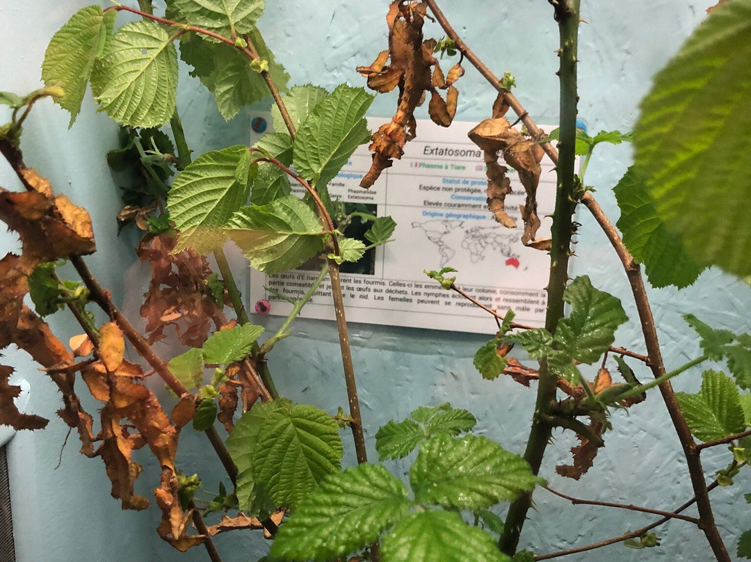 La Cite des Insectes-Nedde必去景点