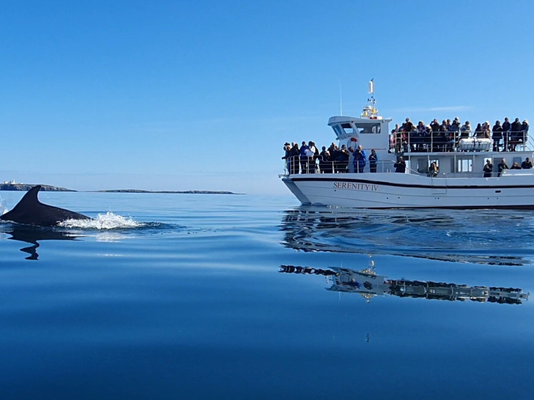 Serenity Farne Island Boat Tours景点图片