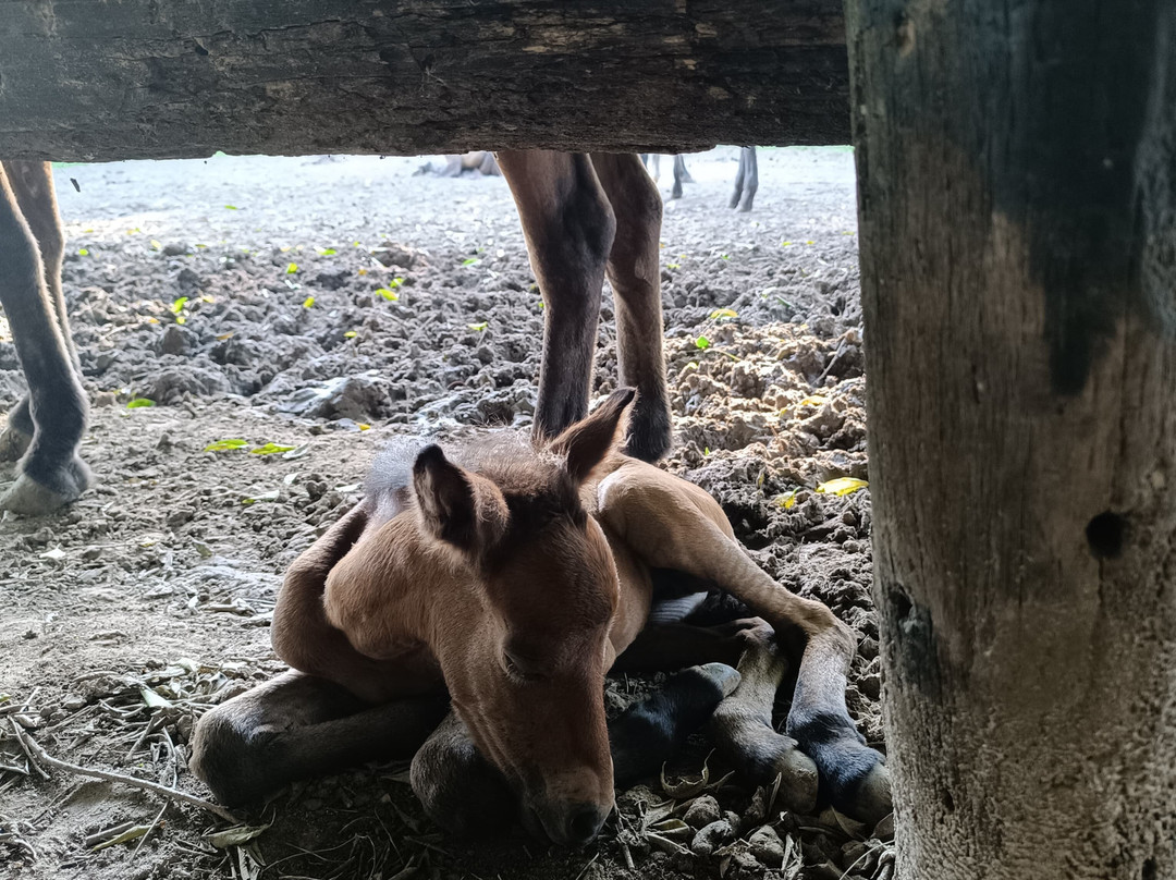 Finca Cacarachi-San Ignacio de Velasco必去景点