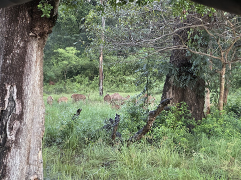 Yala Mk Safari Tour & Taxi Service-蒂瑟默哈拉默必去景点