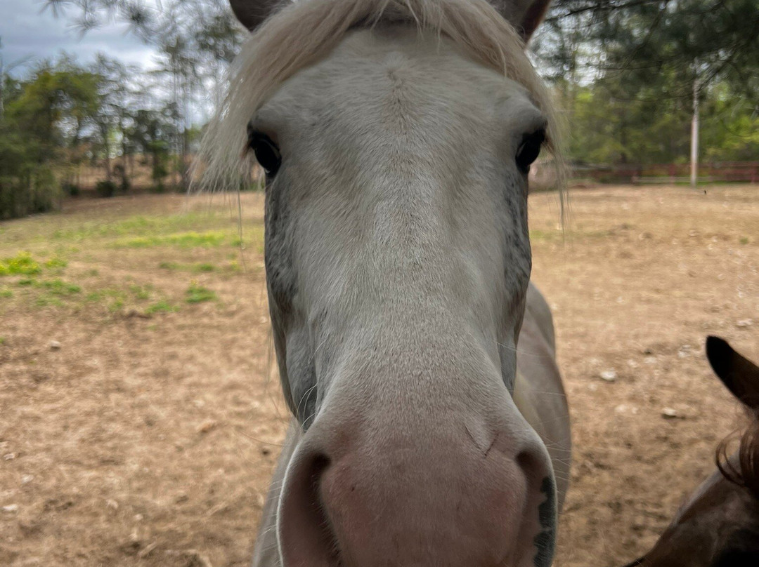 Appalachian Horse Adventures-温泉村必去景点