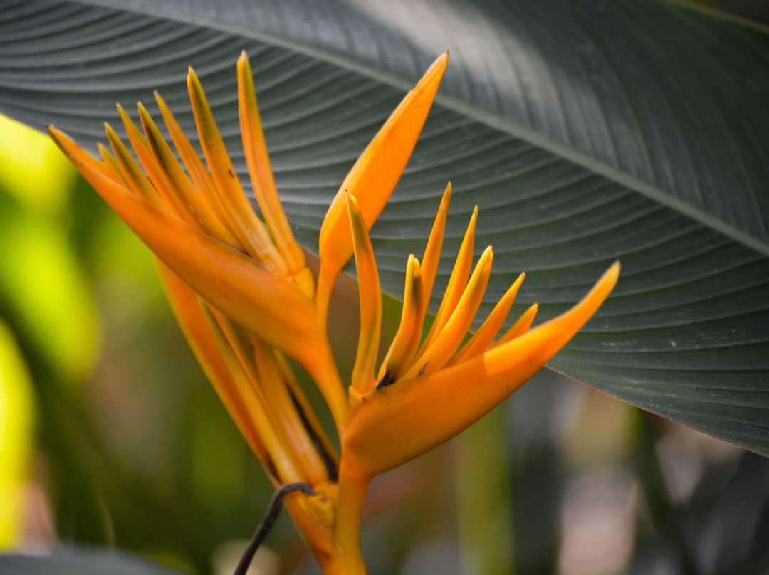 Oceanature Alibaug主图