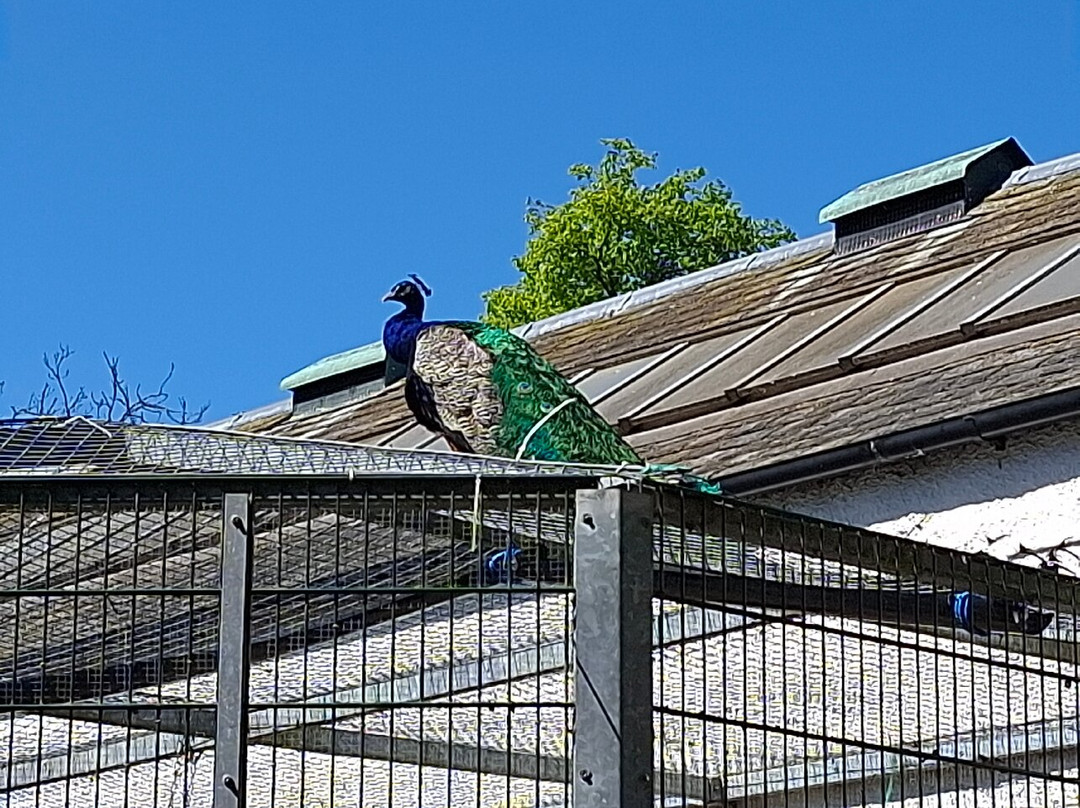 Peacocks in Pittencrieff Park
