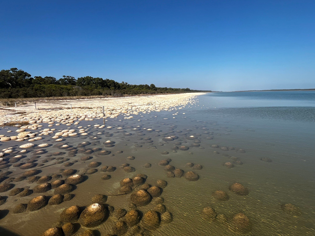 Thrombolites of Lake Clifton-Yalgorup National Park必去景点