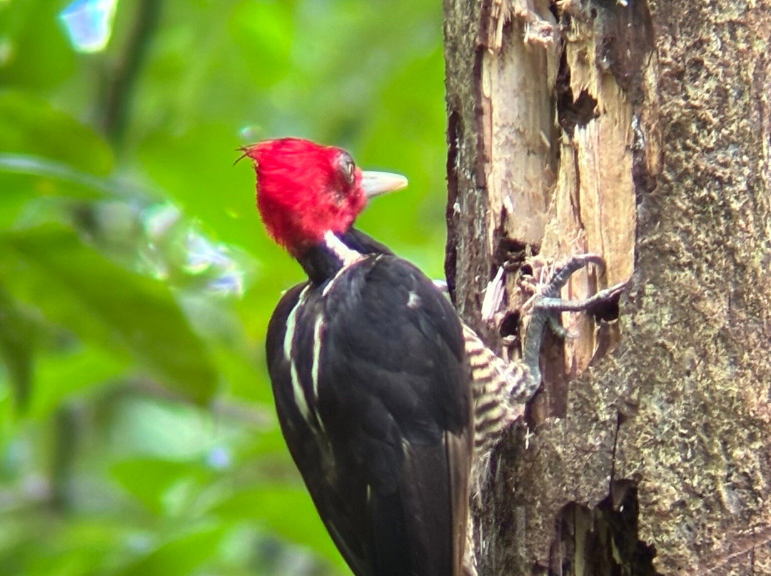 Ficus Tours-希门尼斯港必去景点