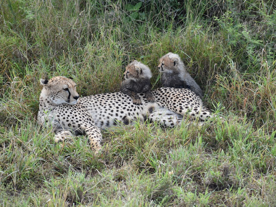 Safari 56 Limited-Dar es Salaam必去景点