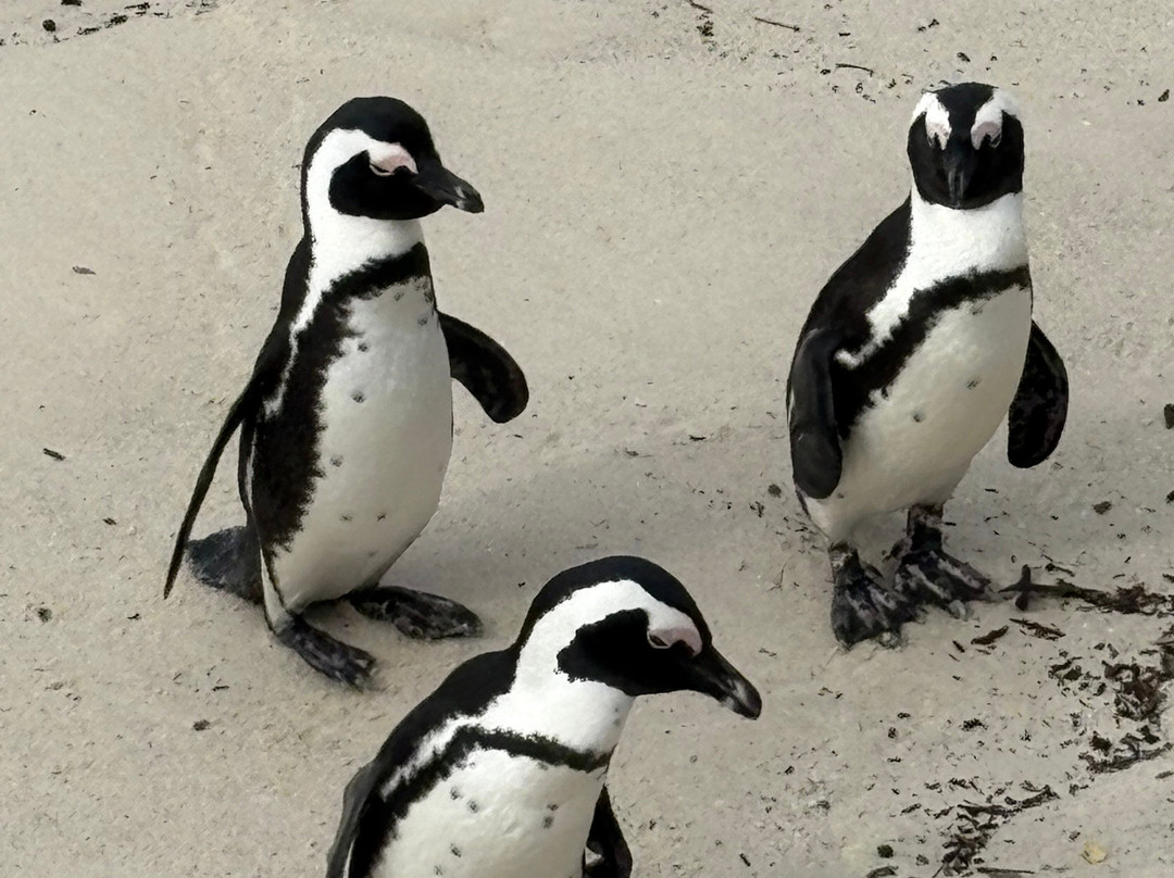 Cape Tours With Mac-开普敦中心区必去景点