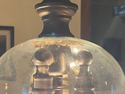 Inn at Springfield Manor主图