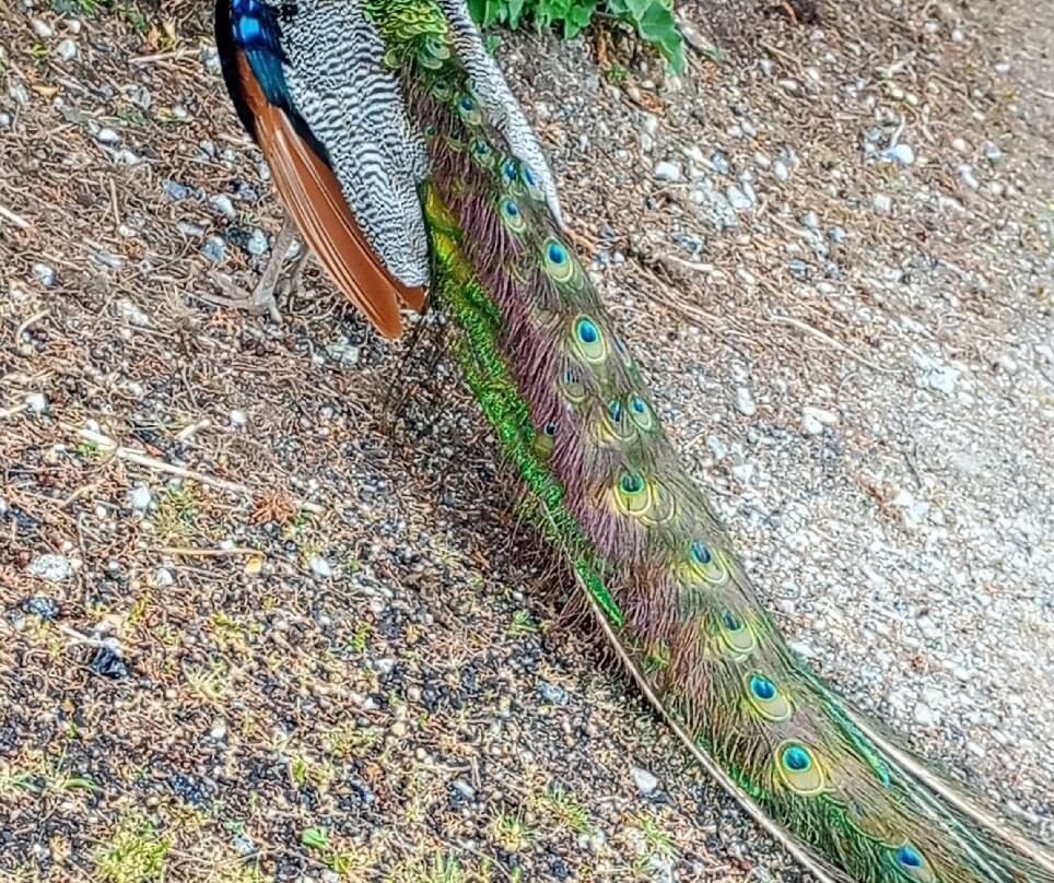 The Water Mill & Museums-Calbourne必去景点