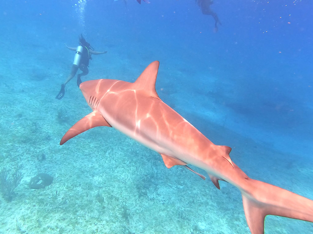 Neal Watson's Bimini Scuba Center景点图片
