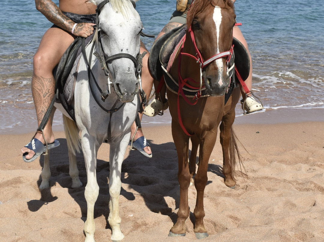 New Dawn Tours - Day Tours-沙姆沙伊赫必去景点