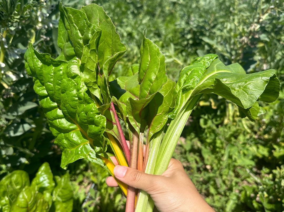 Hoasi Farm-Curacavi必去景点