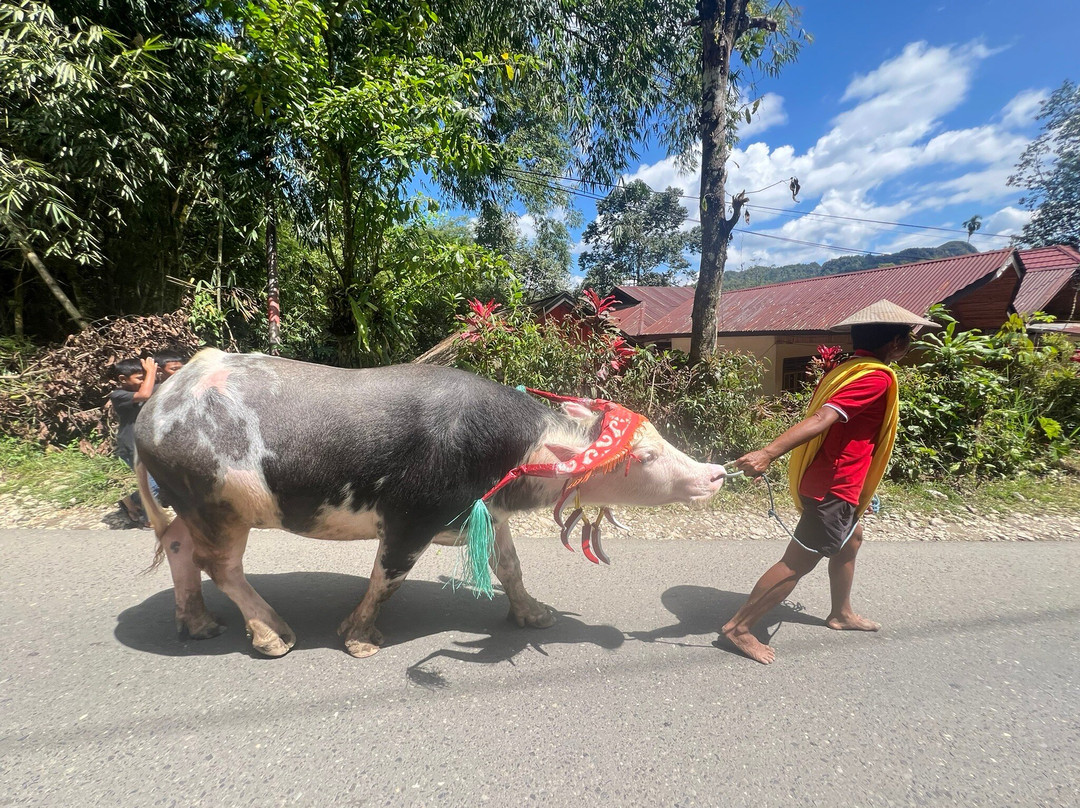 TORAJA TOUR WITH GUIDE SERVICE.景点图片