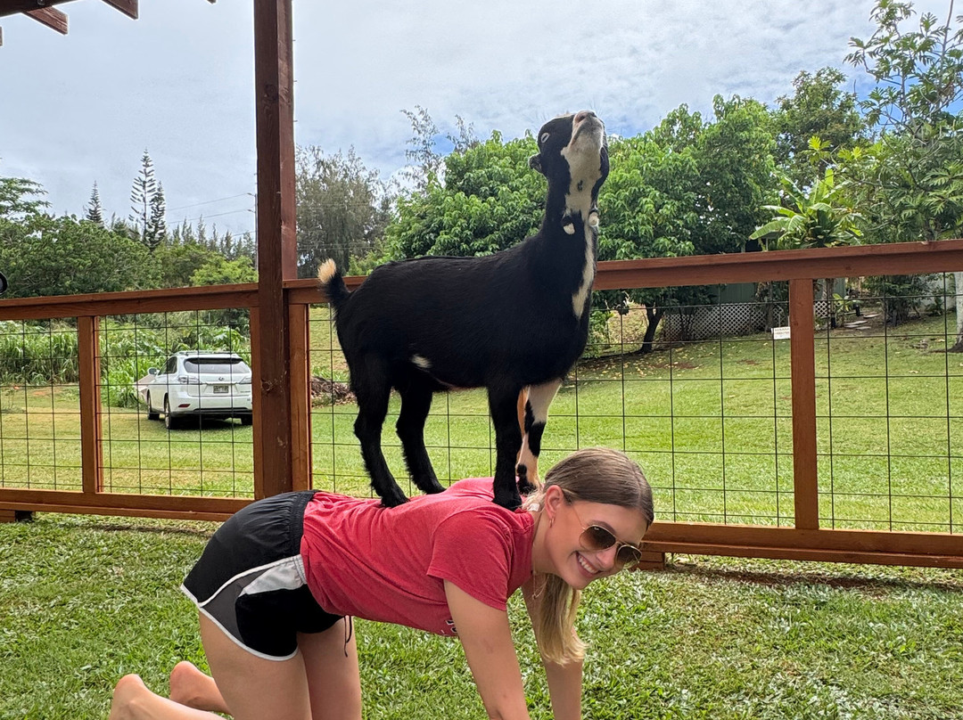 808 Goat Yoga-阿那荷拉必去景点