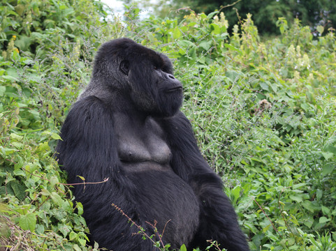 Epic Uganda Vacation-坎帕拉必去景点