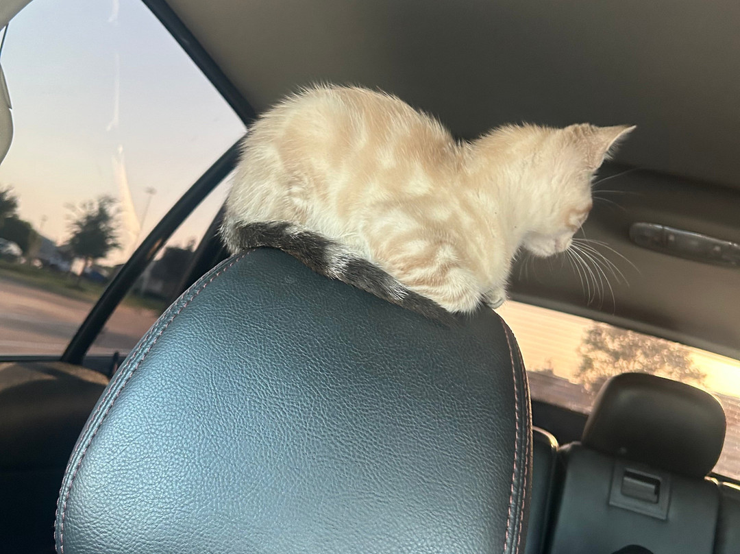 达拉斯梅斯基特希尔顿恒庭酒店主图