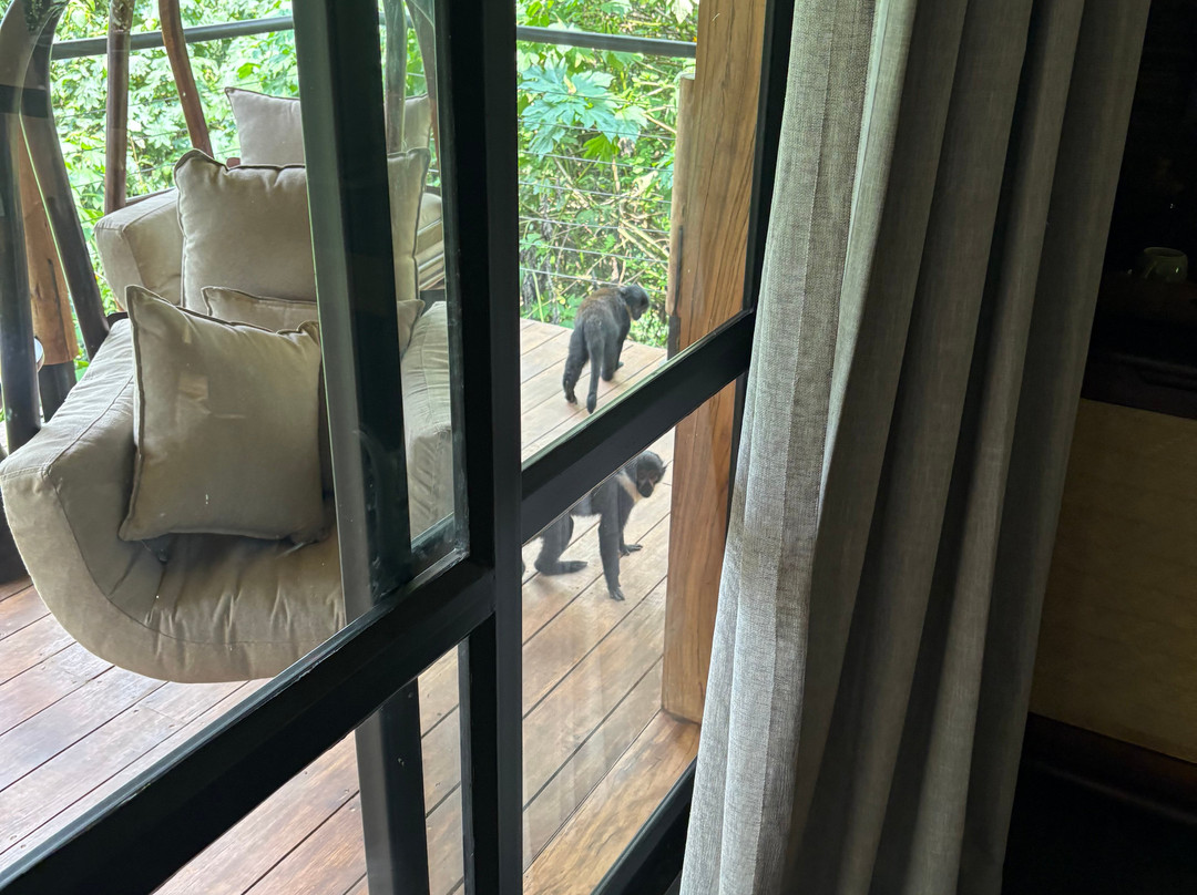 Gorilla Forest Lodge, An A&k Sanctuary